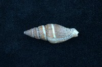 藏品(黑筆螺)的圖片